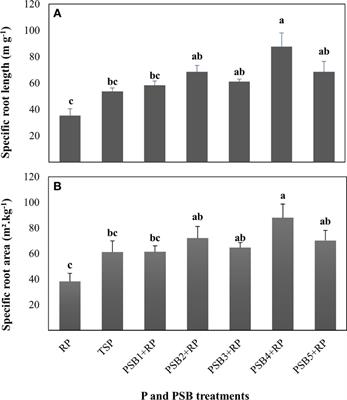 Phosphate Solubilizing Rhizobacteria Could Have a Stronger Influence on Wheat Root Traits and Aboveground Physiology Than Rhizosphere P Solubilization